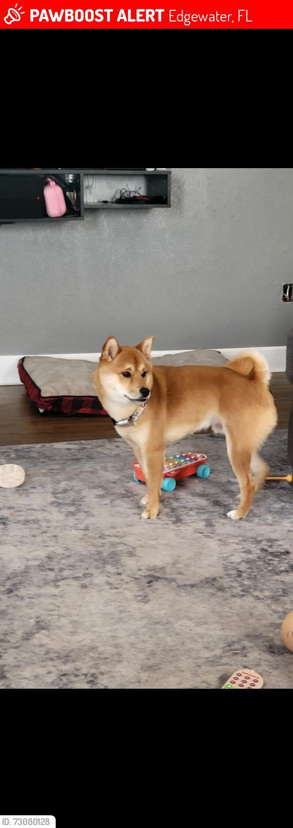 Lost Male Dog last seen Near, Edgewater, FL 32141