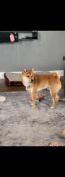 Lost Male Dog last seen Near, Edgewater, FL 32141
