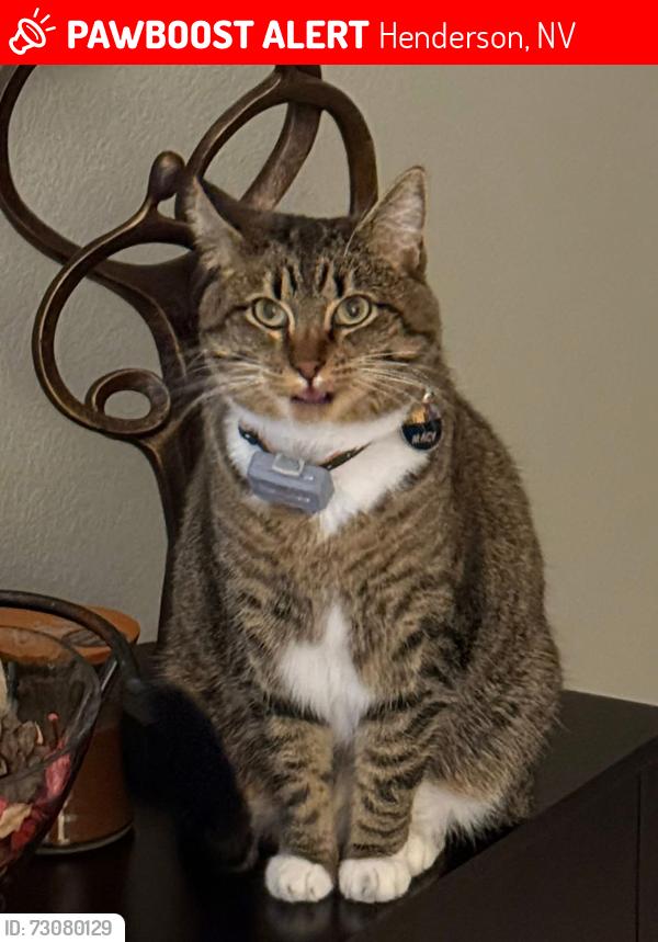 Lost Female Cat last seen Racetrack/Newport, Henderson, NV 89015