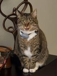 Lost Female Cat last seen Racetrack/Newport, Henderson, NV 89015