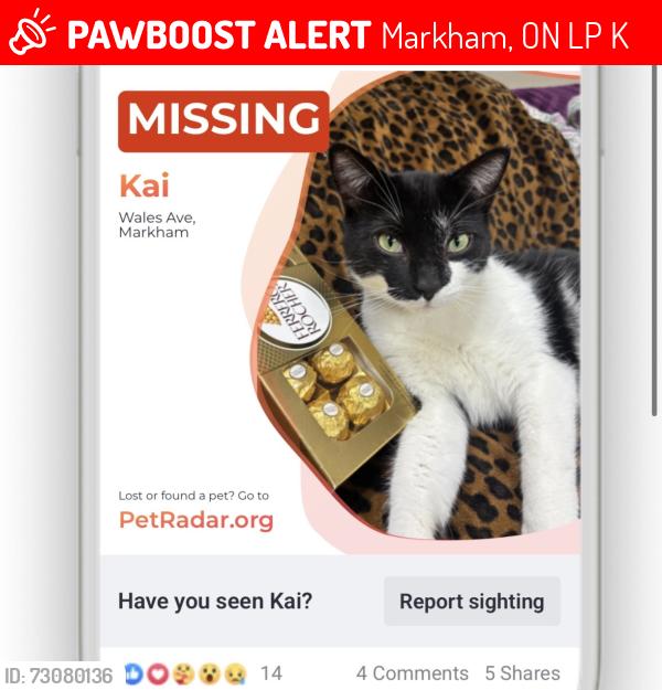 Lost Male Cat last seen Elizabeth Wales ave, Markham, ON L3P 3K2