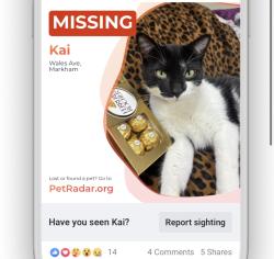 Lost Male Cat last seen Elizabeth Wales ave, Markham, ON L3P 3K2