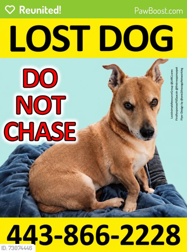 Reunited Male Dog last seen Parallel Path and Laurel Valley Garth (woods), Abingdon, MD 21009