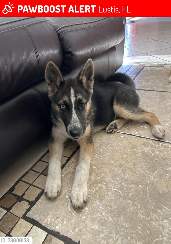 Lost Female Dog last seen Near Morin St Eustis, FL 32726 United States, Eustis, FL 32726