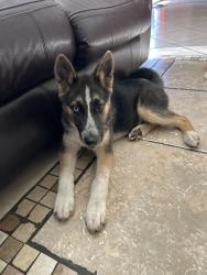 Lost Female Dog last seen Near Morin St Eustis, FL 32726 United States, Eustis, FL 32726