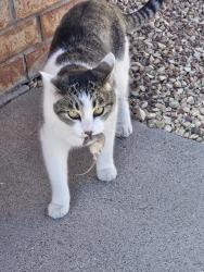 Lost Female Cat last seen McCombs and Maribeth, El Paso, TX 79924