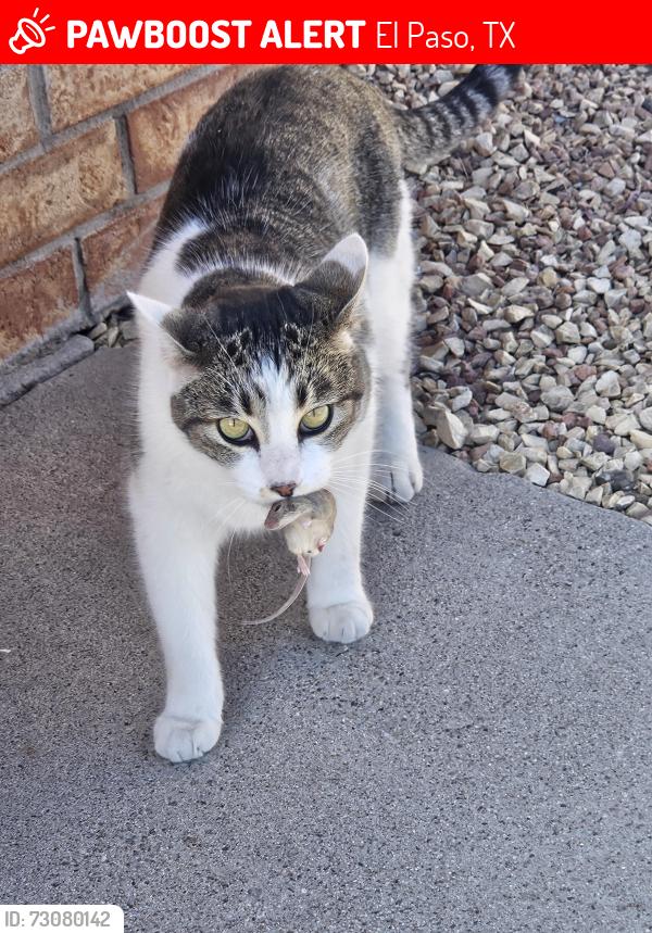 Lost Female Cat last seen McCombs and Maribeth, El Paso, TX 79924