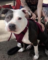 Lost Female Dog last seen Dixie and Telephone, Houston, TX 77087