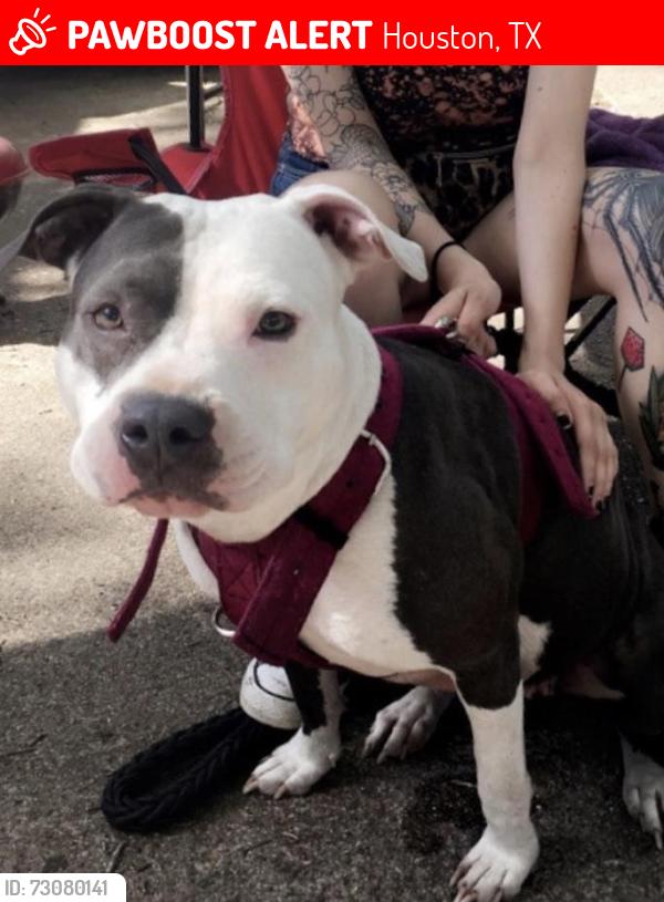Lost Female Dog last seen Dixie and Telephone, Houston, TX 77087
