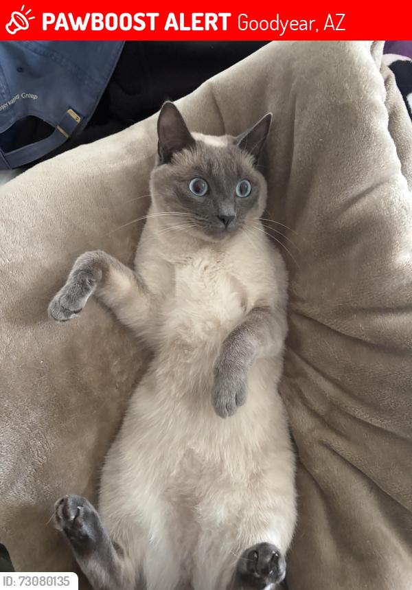 Lost Female Cat last seen Buc-ee’s in Goodyear, AZ, Goodyear, AZ 85338