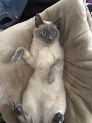 Lost Female Cat last seen Buc-ee’s in Goodyear, AZ, Goodyear, AZ 85338