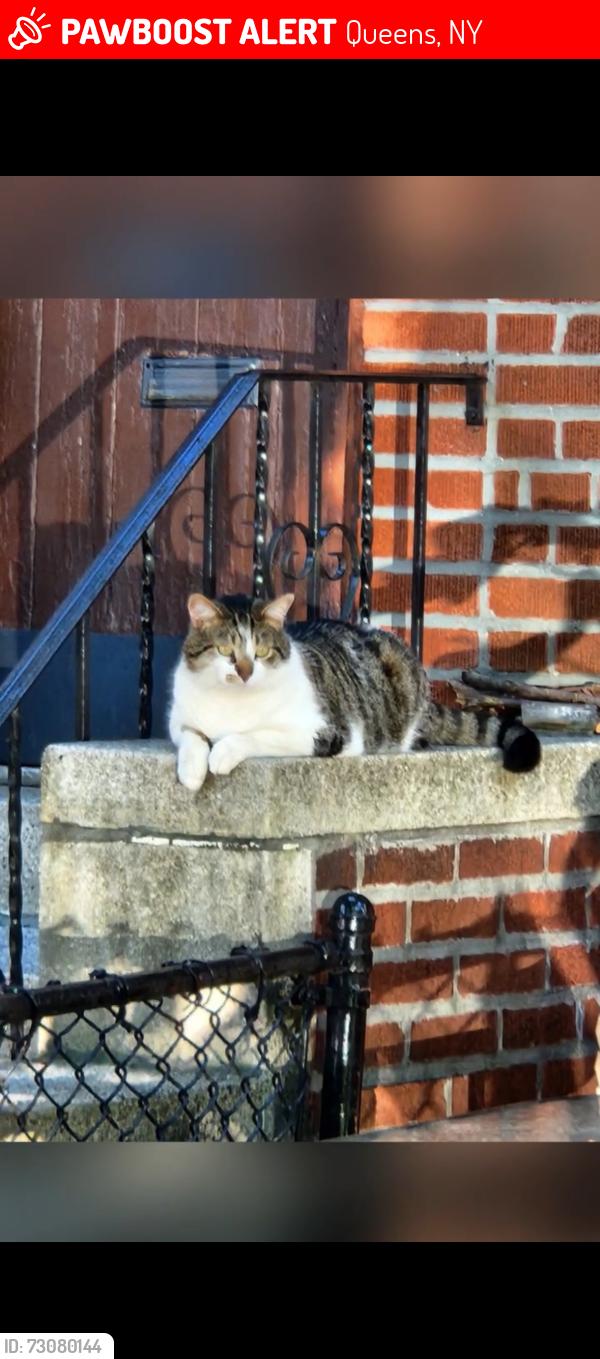 Lost Male Cat last seen 35th street between 31st and 30th Ave , Queens, NY 11102