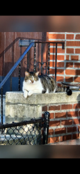Lost Male Cat last seen 35th street between 31st and 30th Ave , Queens, NY 11102