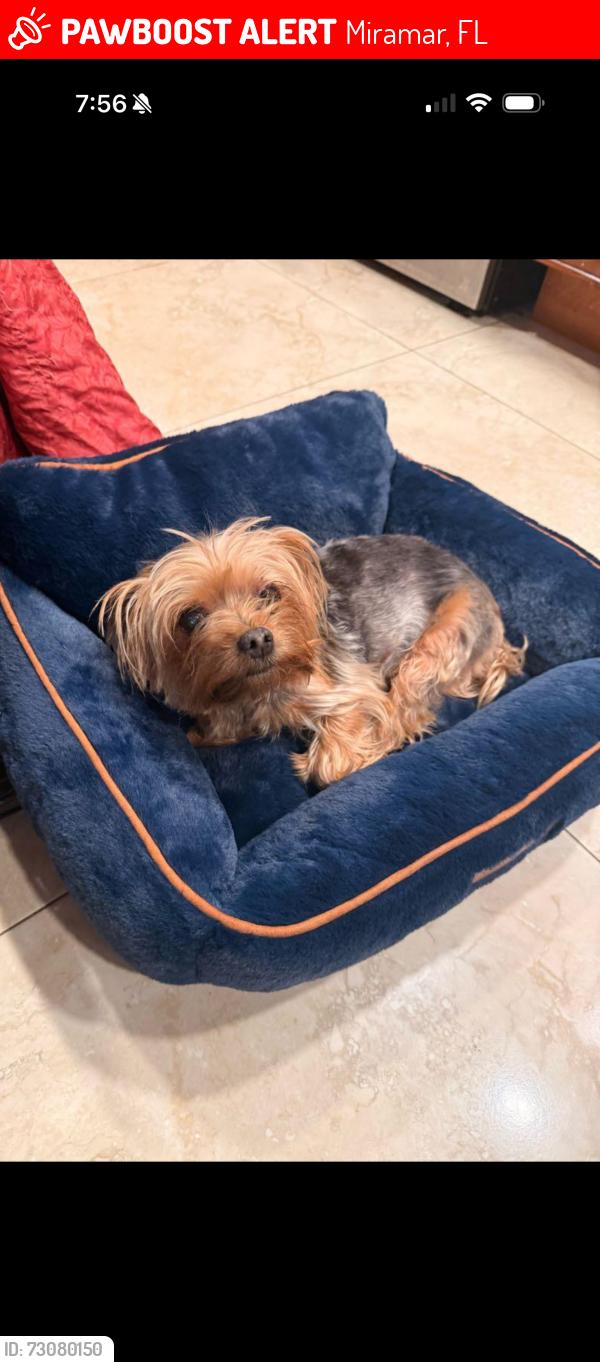Lost Female Dog last seen Sunshine blvd, Miramar, FL 33023