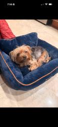 Lost Female Dog last seen Sunshine blvd, Miramar, FL 33023