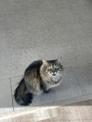 Lost Male Cat last seen Portland st, Columbus OH, Columbus, OH 43235