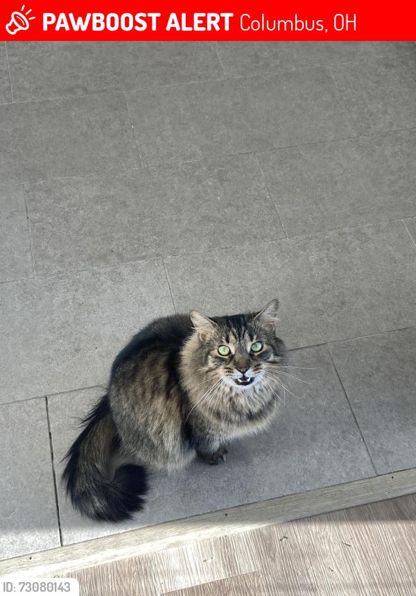 Lost Male Cat last seen Portland st, Columbus OH, Columbus, OH 43235