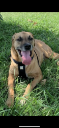 Lost Female Dog last seen 4th and Sheridan, Tulsa, OK 74112
