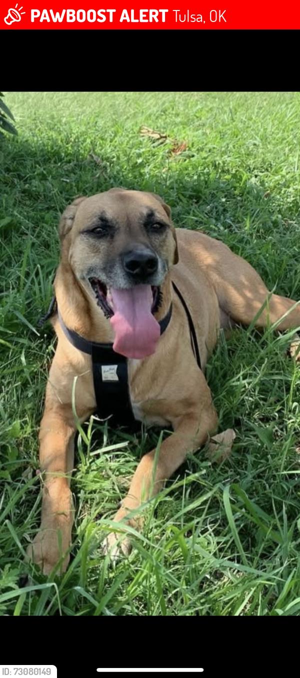 Lost Female Dog last seen 4th and Sheridan, Tulsa, OK 74112