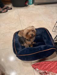 Lost Female Dog last seen Miramar Parkway, Miramar, FL 33023