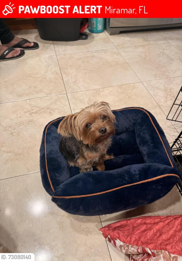 Lost Female Dog last seen Miramar Parkway, Miramar, FL 33023