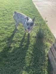 Reunited Male Dog last seen Creekside, Crowley, TX 76036