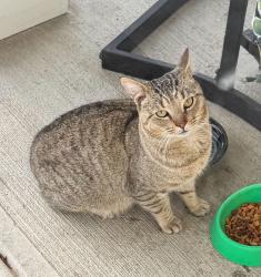 Lost Male Cat last seen Founders and Landmark, Groveport, OH 43125