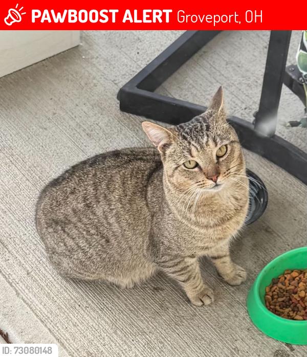 Lost Male Cat last seen Founders and Landmark, Groveport, OH 43125