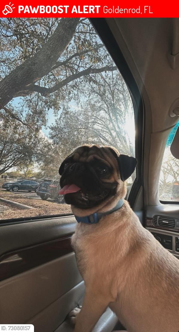 Lost Male Dog last seen Colonial and goldenrod, Goldenrod, FL 32792
