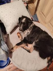 Reunited Male Dog last seen Wesley mill lane, Villa Rica, GA 30180