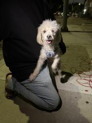Reunited Female Dog last seen Near Seville Ave, Huntington Park, CA 90255, Huntington Park, CA 90255