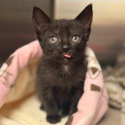 Shelter Stray Female Cat last seen , 8020 Washington St, Port Richey, FL 34668, USA