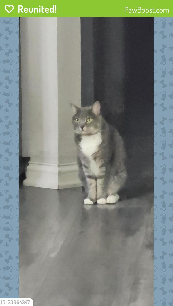Reunited Female Cat last seen Near the woods between Wyandotte & Summit View Rd, Dublin, OH 43016