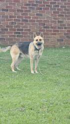 Reunited Male Dog last seen Glenn Hill School, Augusta, GA 30906