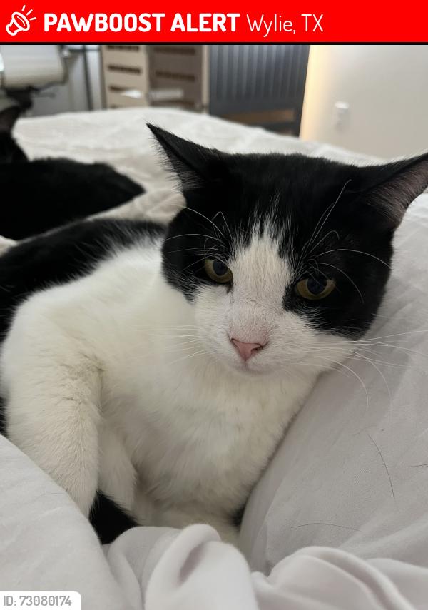 Lost Male Cat last seen Patrick St Wylie, Wylie, TX 75098