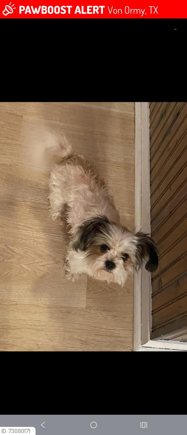 Lost Female Dog last seen Mint Patch Meadow, Von Ormy, TX 78073