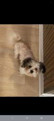 Lost Female Dog last seen Mint Patch Meadow, Von Ormy, TX 78073