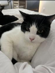 Lost Male Cat last seen Patrick St Wylie, Wylie, TX 75098