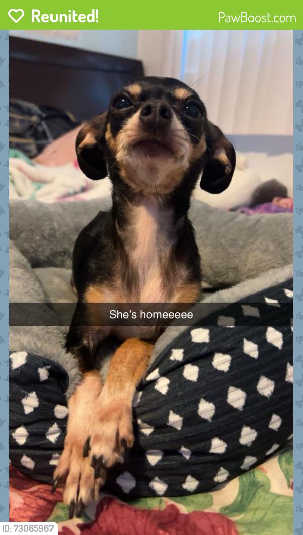 Reunited Female Dog last seen Whispering pines, Largo, FL 33771