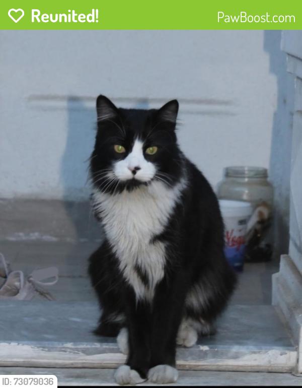 Reunited Male Cat last seen Torrence Dr. Apex, Apex, NC 27502