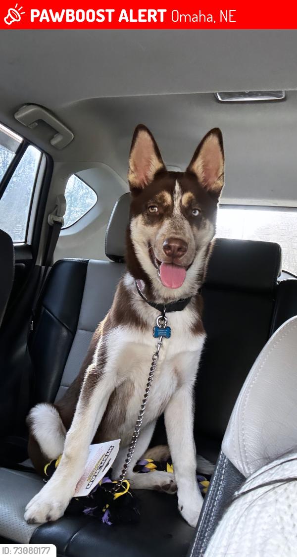 Lost Male Dog last seen parker st, Omaha, NE 68104