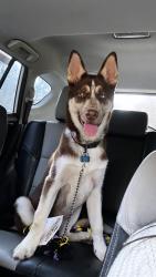 Lost Male Dog last seen parker st, Omaha, NE 68104