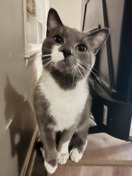 Lost Male Cat last seen Woodcreek farms, Richland County, SC 29045