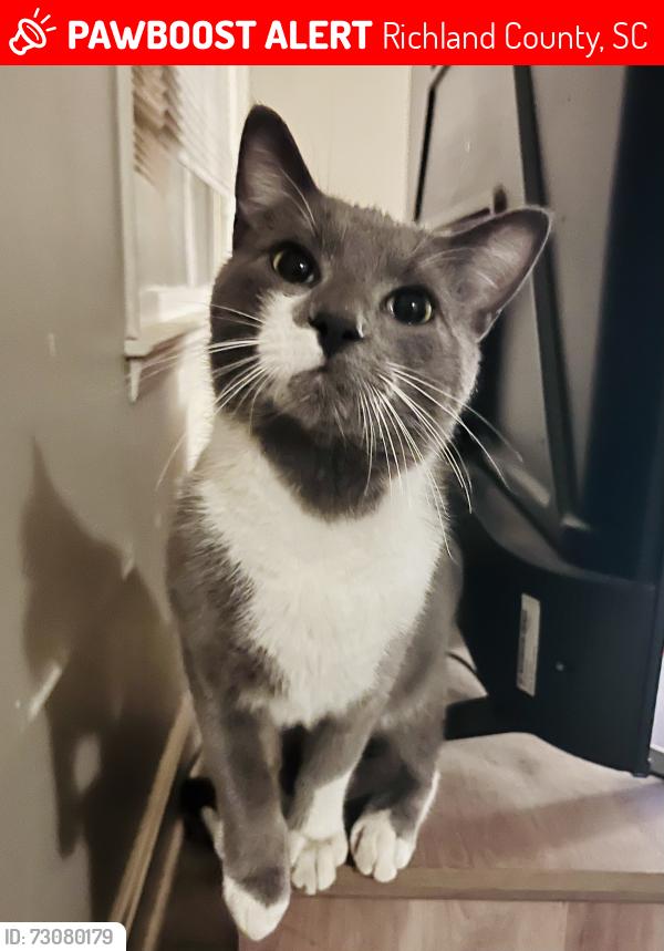 Lost Male Cat last seen Woodcreek farms, Richland County, SC 29045