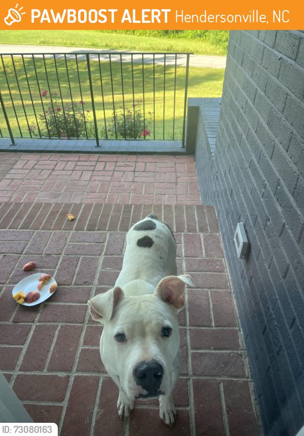 Found/Stray Male Dog last seen Near wood dale drive, Hendersonville, NC 28791