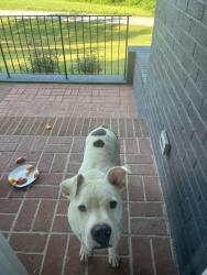 Found/Stray Male Dog last seen Near wood dale drive, Hendersonville, NC 28791