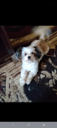 Lost Female Dog last seen Mint Patch Meadow, Von Ormy, TX 78073