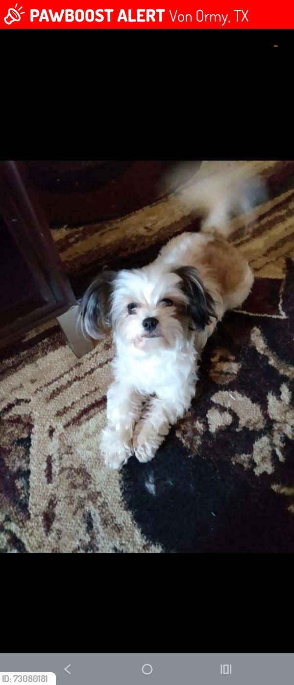 Lost Female Dog last seen Mint Patch Meadow, Von Ormy, TX 78073