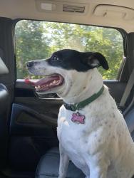 Reunited Female Dog last seen County line rd. Towards Hudson , Pasco County, FL 34669