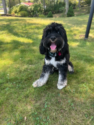 Reunited Male Dog last seen Route 46 West and Piaget Ave, Christopher Columbus Middle School, Clifton, NJ 07011